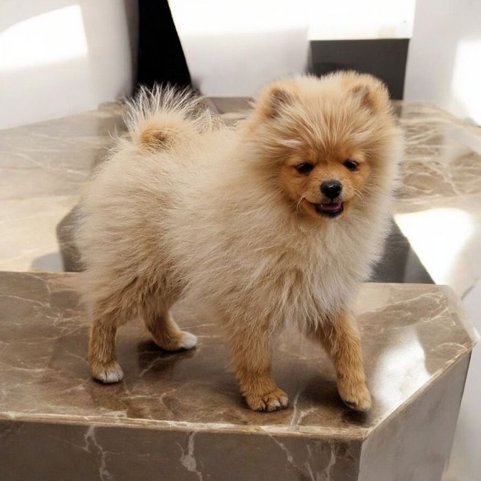 Чудові    шпіцулі