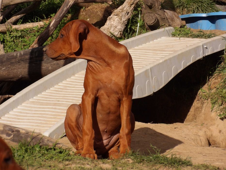 Wyjątkowy Rhodesian Ridgeback ZKwP/FCI – szczeniak z top rodowodem