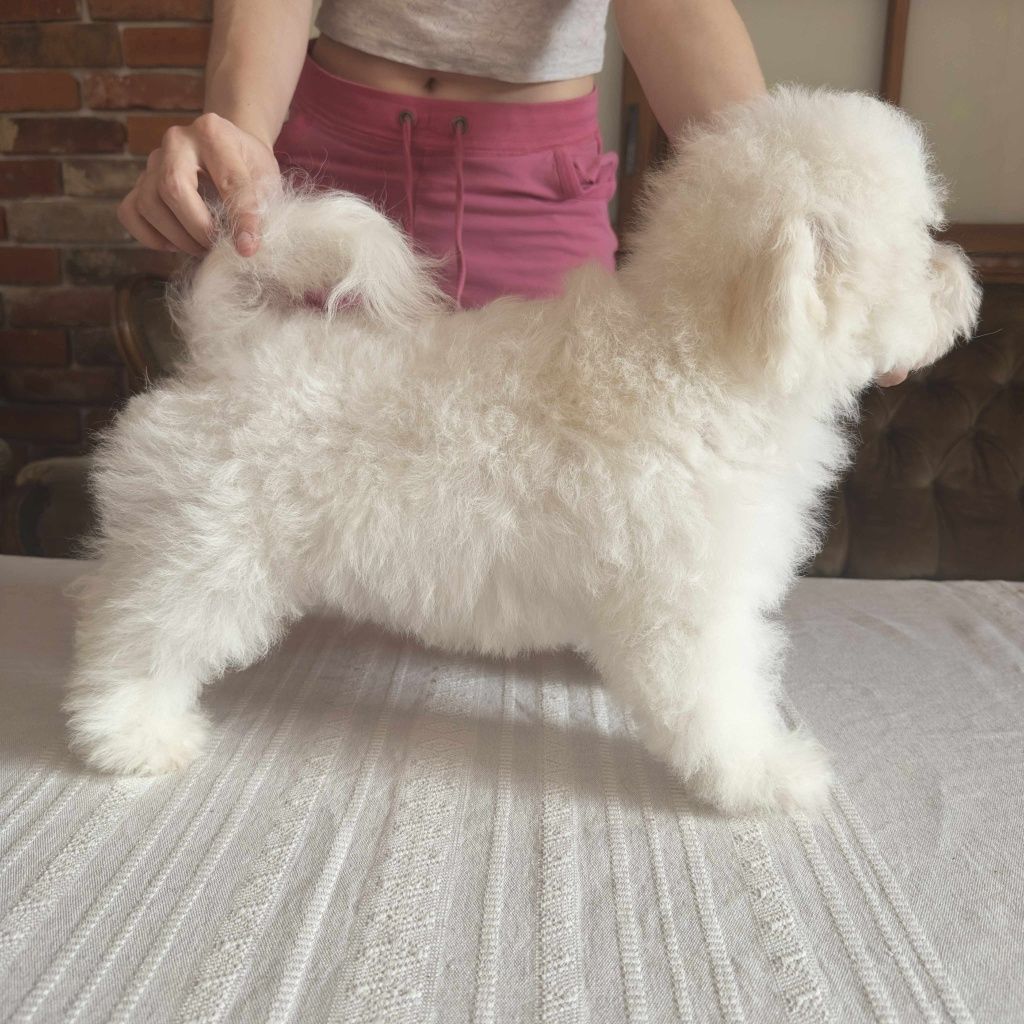 Bichon frise fci Bambo