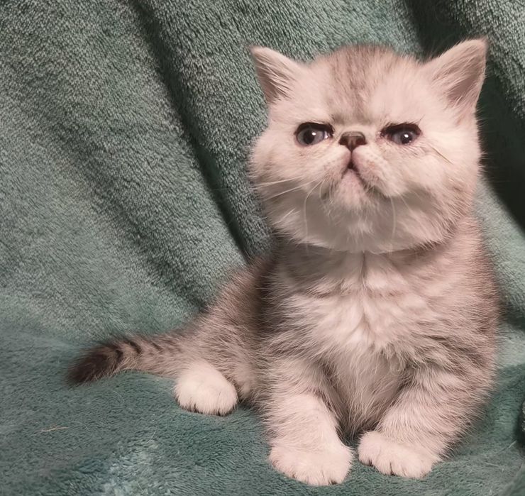 Чистокровне кошеня Екзот