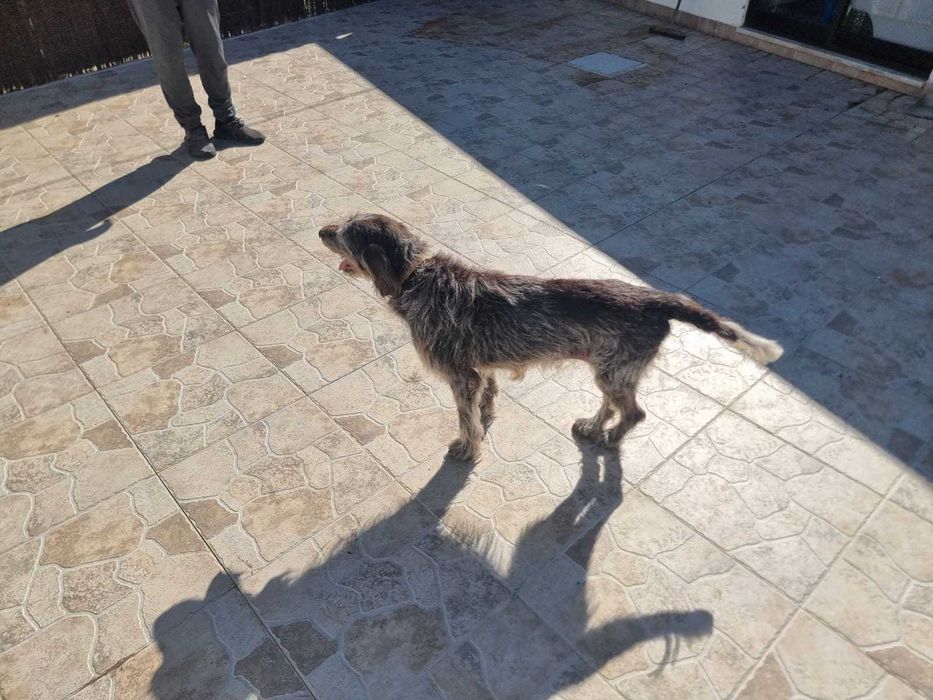 Cadela Braco Alemão – 2013 – Muito Meiga e Tranquila