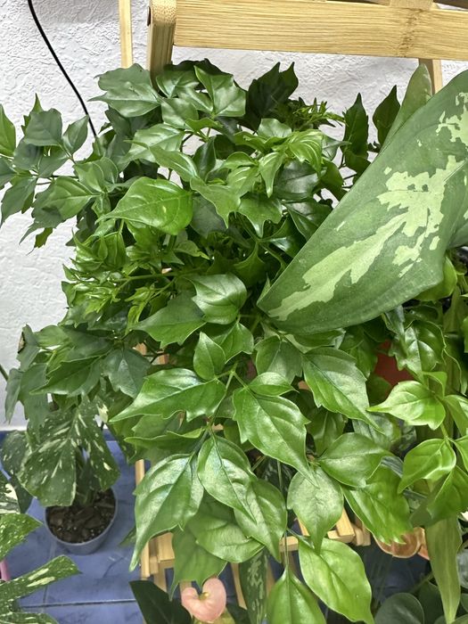 Кімнатні квіти Рослини