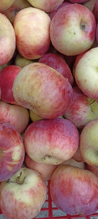 Wyborne jabłka; Złota Reneta, Lobo