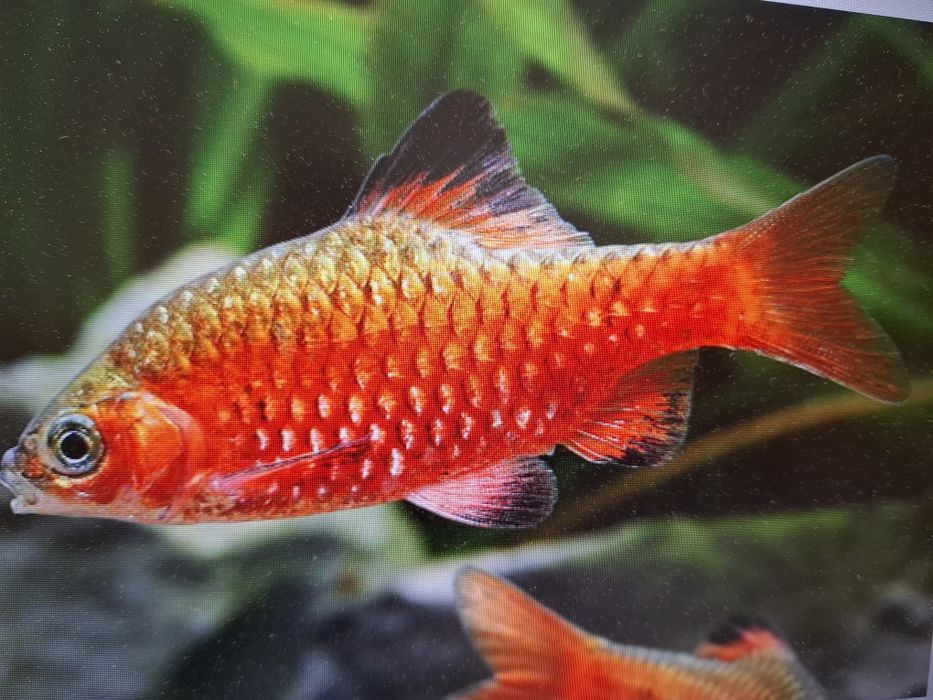 Brzanka różowa ( Pethia conchonius)