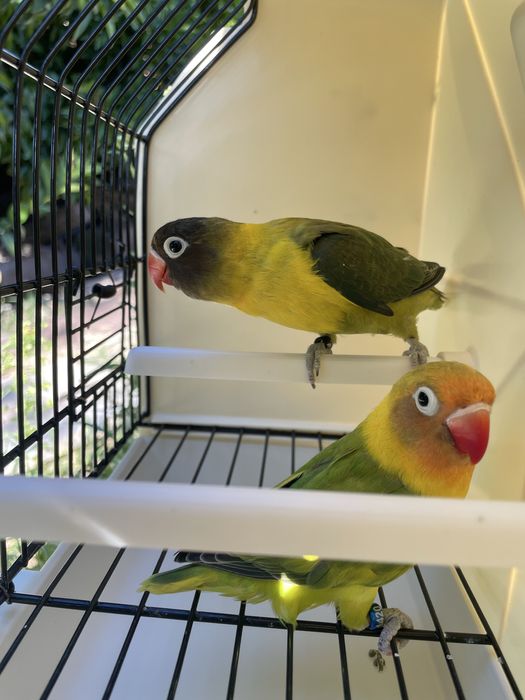 Casal agapornis personatas