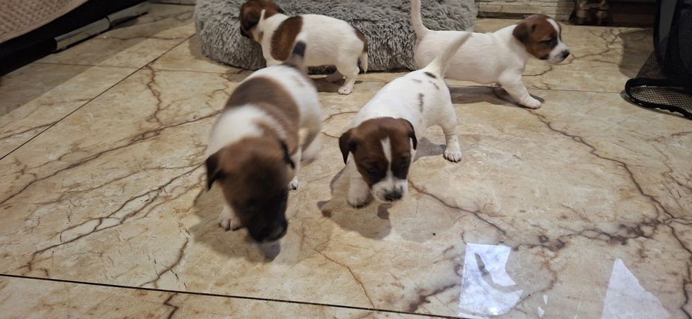 Szczenię jack Russell terrier z metryką
