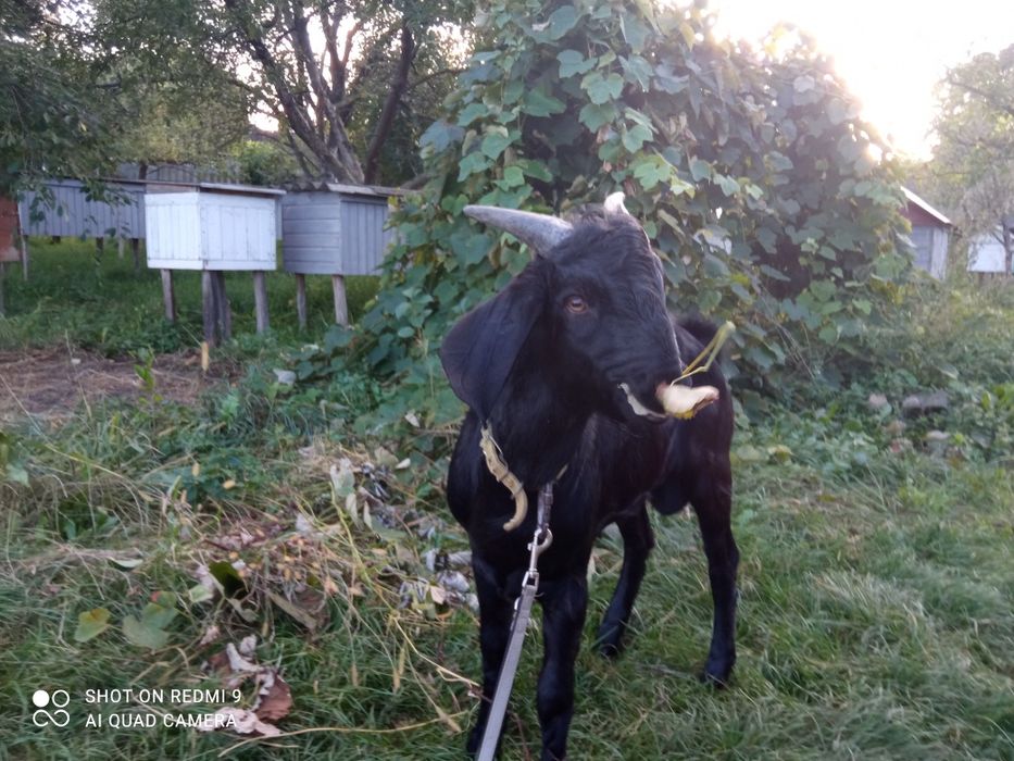 Нубійський козлик