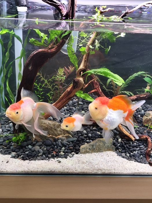 Welon welony czerwony kapturek jelly head