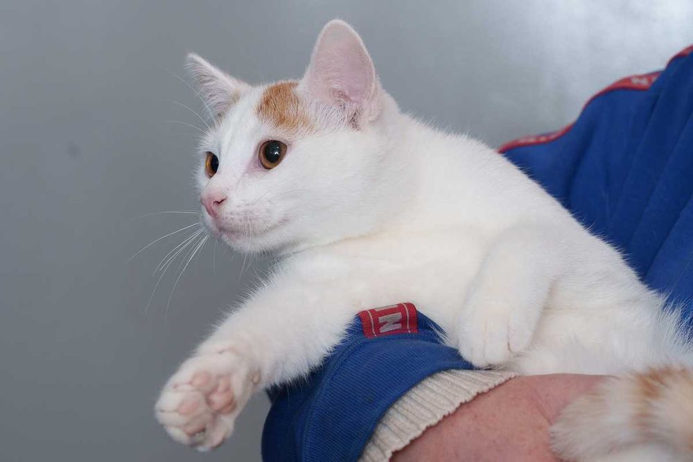 Kociaki rude szukają domów -schronisko Zgierz -aktualne