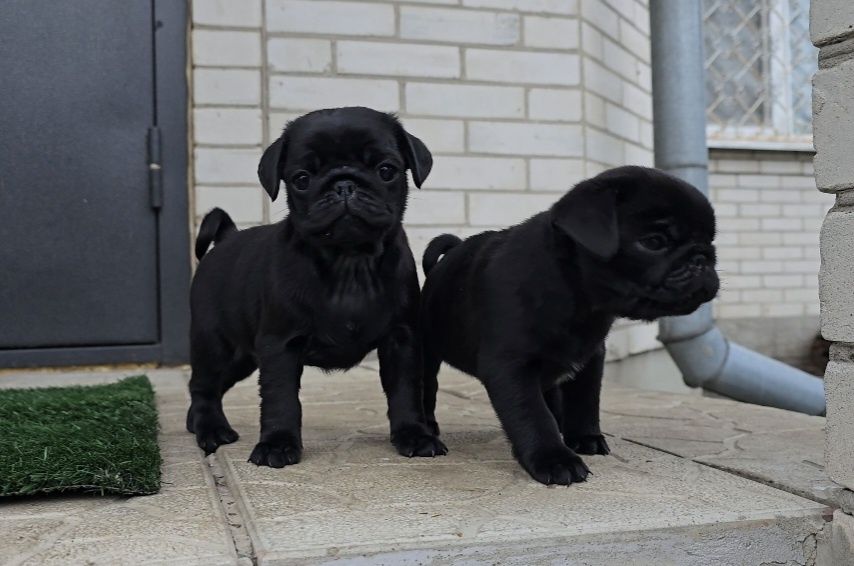 Чорні цуцики мопса