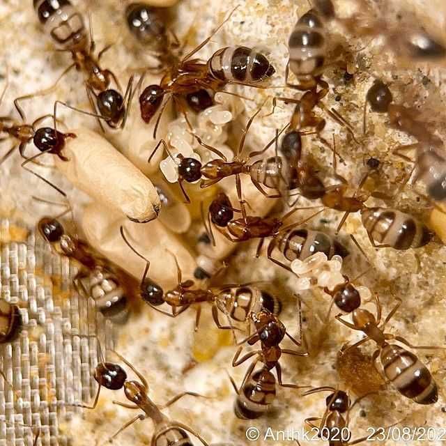 Купить муравьёв Camponotus albosparsus с фермой | Редкий вид