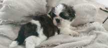 Szczeniak rasy Shih-tzu - suczka