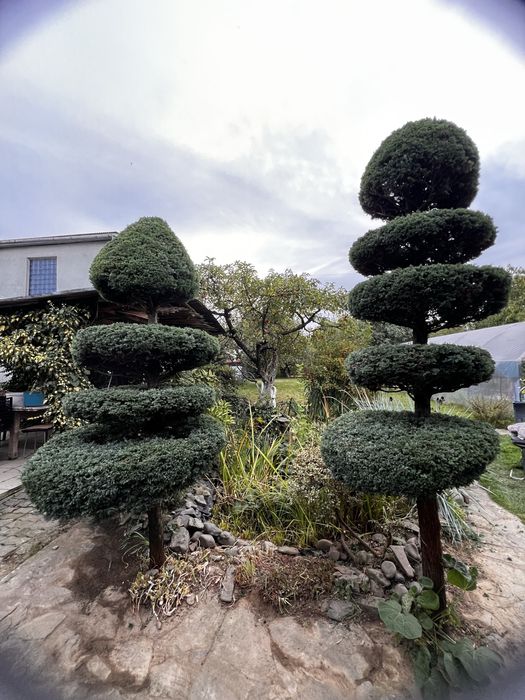 Послуги по обрізці кущів, покос газону великих площ