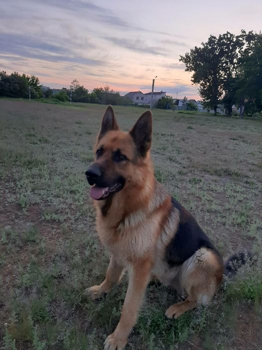 Вязка кобель Немецкой Овчарки