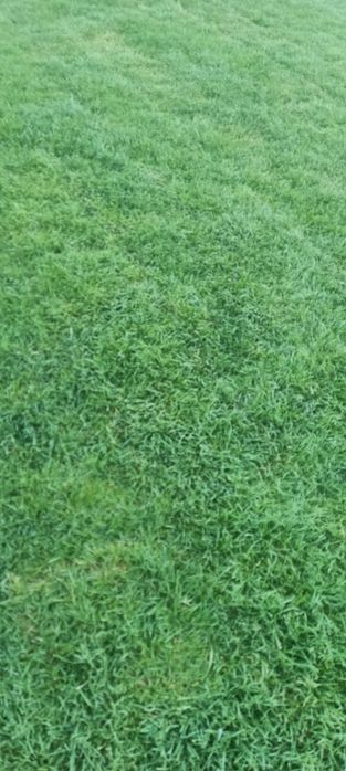 Trawa z rolki,trawnik z rolki