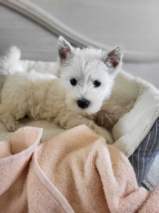 West Highland White Terrier/ Вест Хайленд Уайт Терр'єр