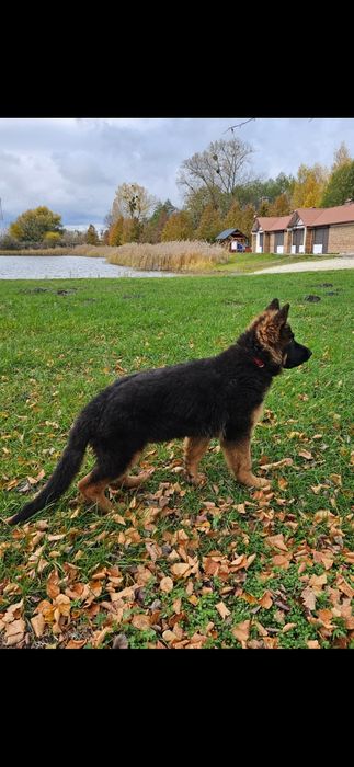 Owczarek Niemiecki Długowłosy