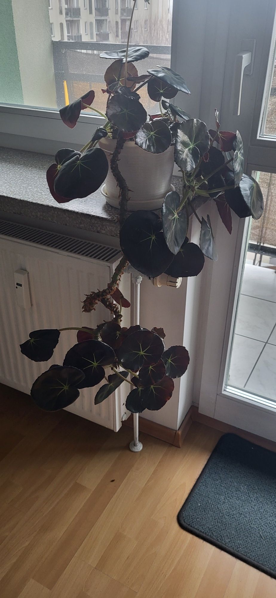 Begonia hydrocotylifolia ,,czerwonolistna