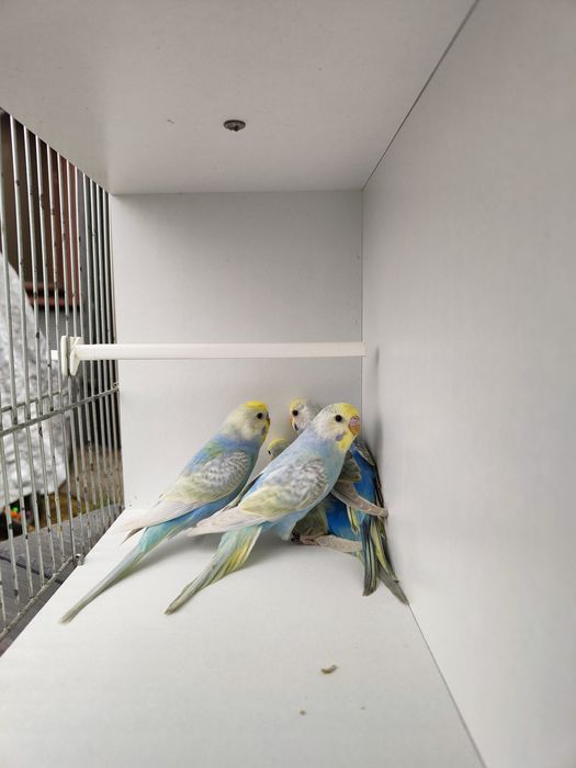 Papugi faliste tęczowe