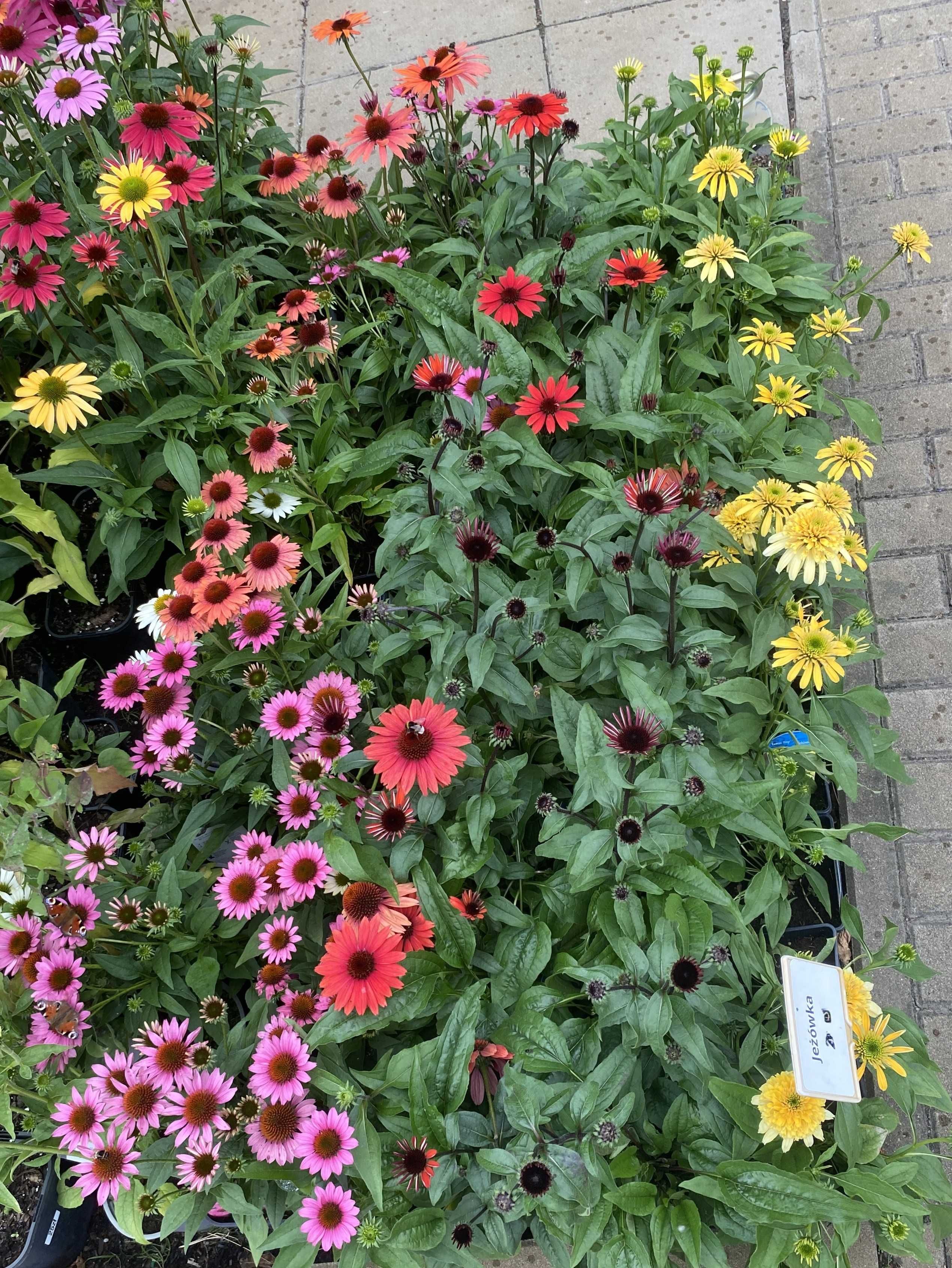 Jeżówki w różnych odm Vintage Pink,Medition Orange,Lemon Drop itp