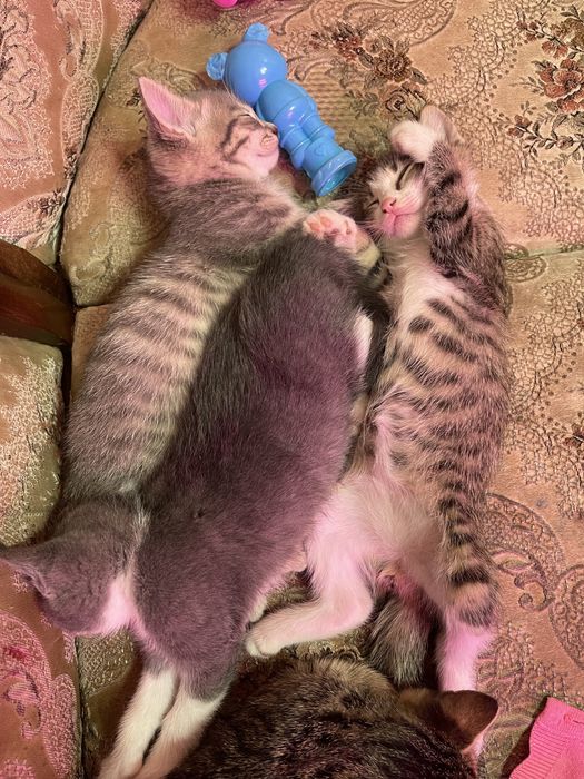 Подарую маленьких кошенят