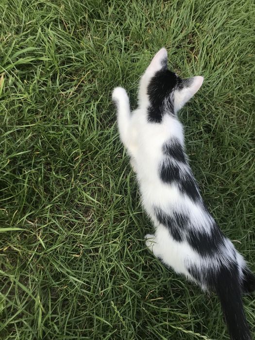 Oddam kotki w dobre ręce