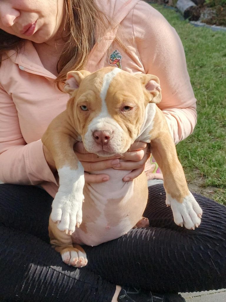 American Bully ABKC gotowa