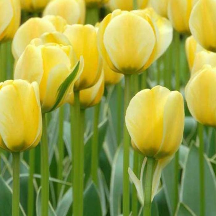Cebulki tulipanowe Jaap Grot 10szt. DT Tulips