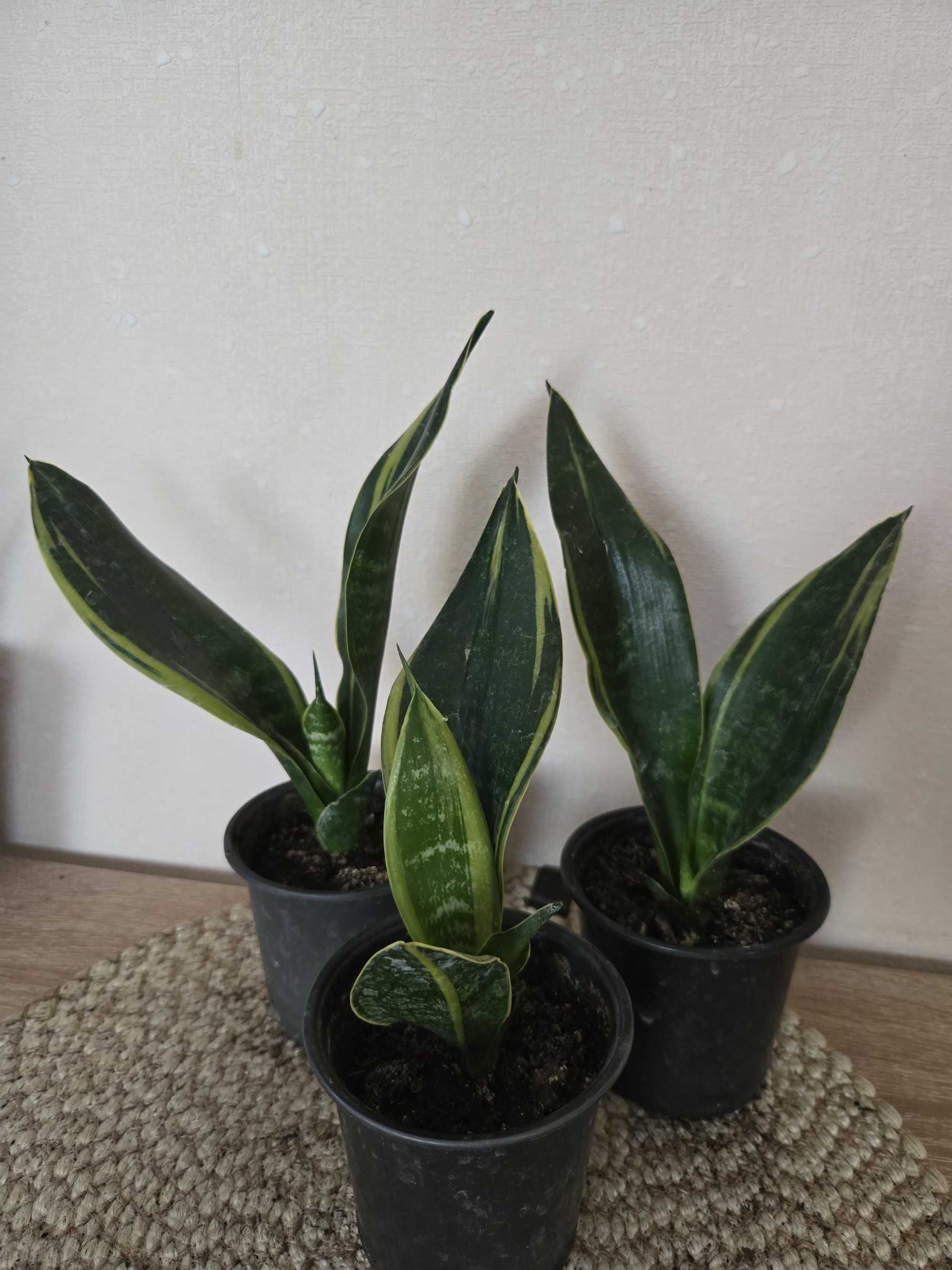 Сансевієрія 5 сортів (Сансев’єрія, Санса, Sansevieria)