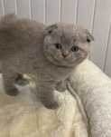 scottish fold- rezerwacja urodzony 26 maja