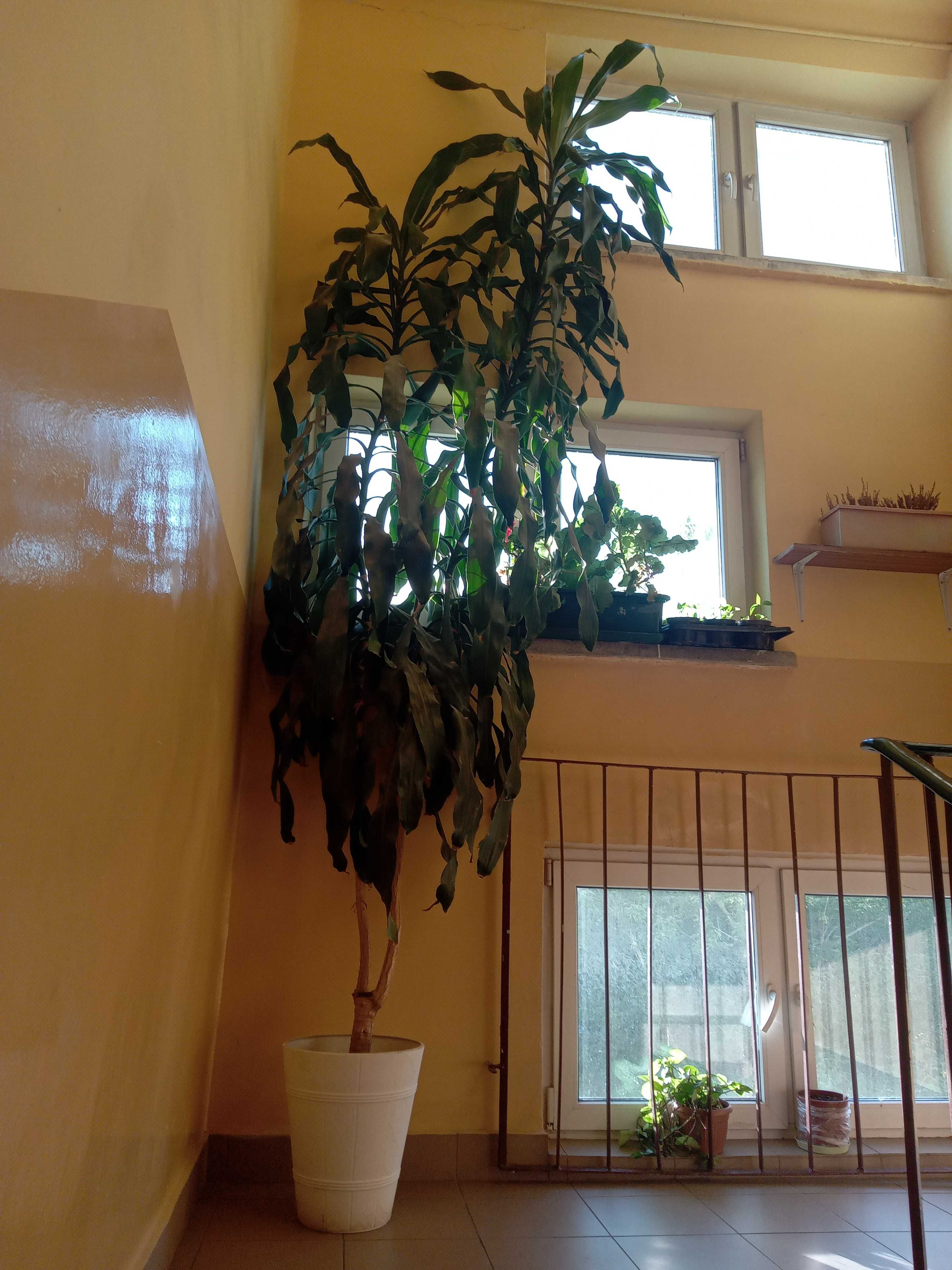 Dracena jak palma