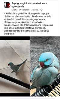 Papuga uciekła zgineła zagineła Niebieska Aleksandreta