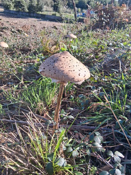 Terreno Urbano construção  moradia  500m vilar do paraiso  95.000€