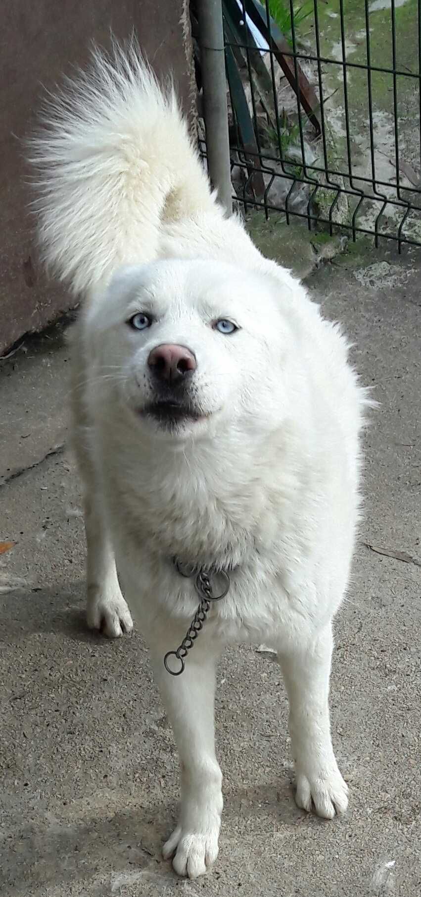 Husky Siberiano macho de olhos azuis