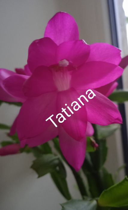 Шлюмбергера рождественник