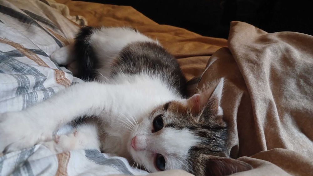 Віддамо кошенят у добрі руки