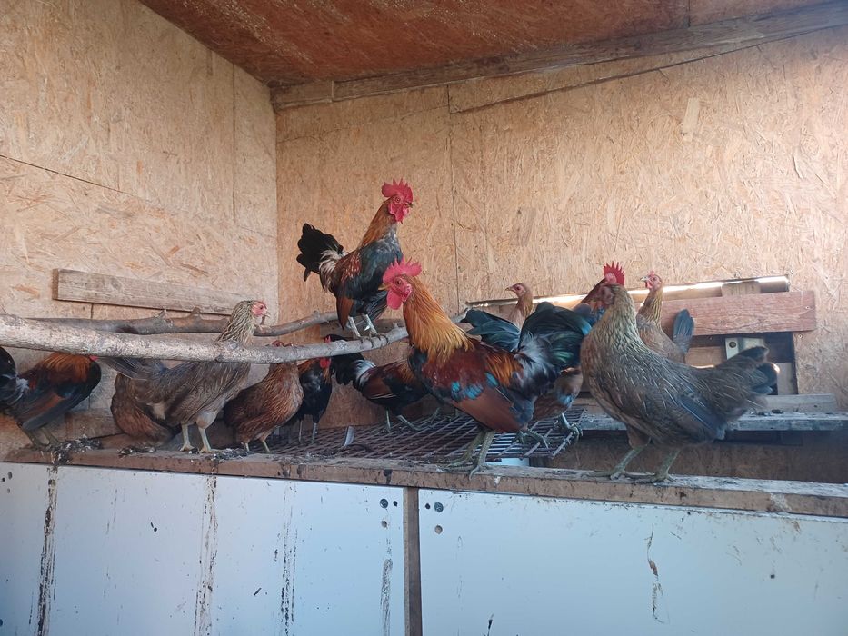 Jaja lęgowe Karzełek polski