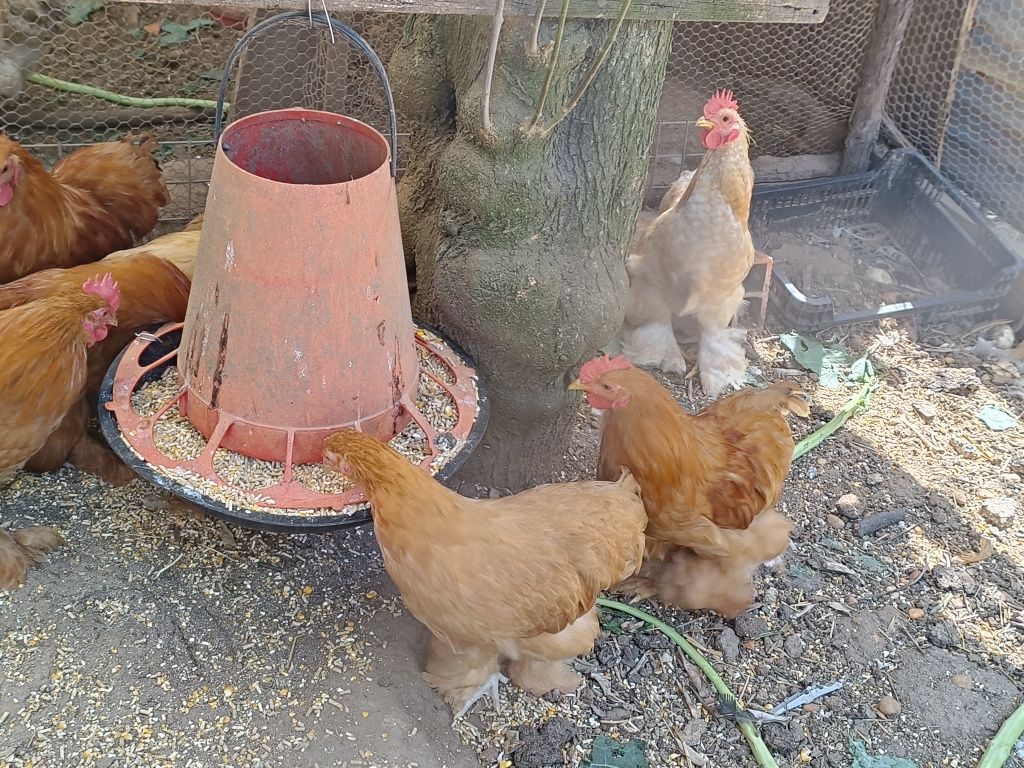 Paduanas pequins sedosas