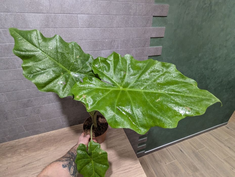 Алоказія Портодора Макрориза.