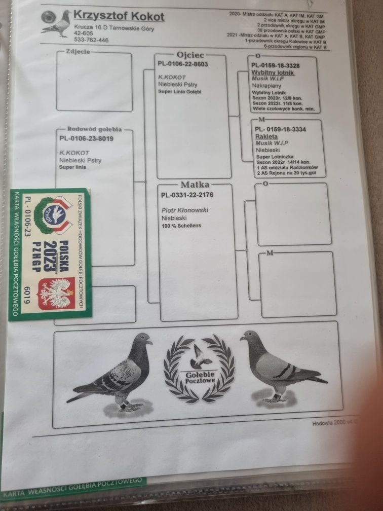 Gołębie pocztowe młode 2025! Krzysztof kokot!