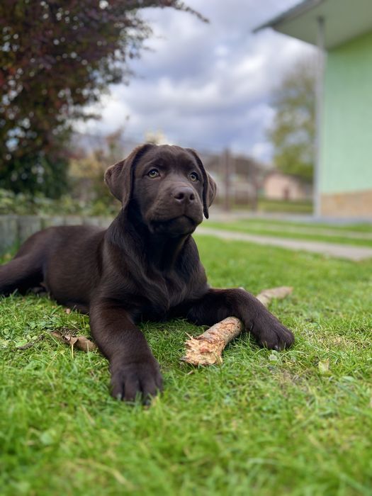 Цуценята лабрадора шоколадні
