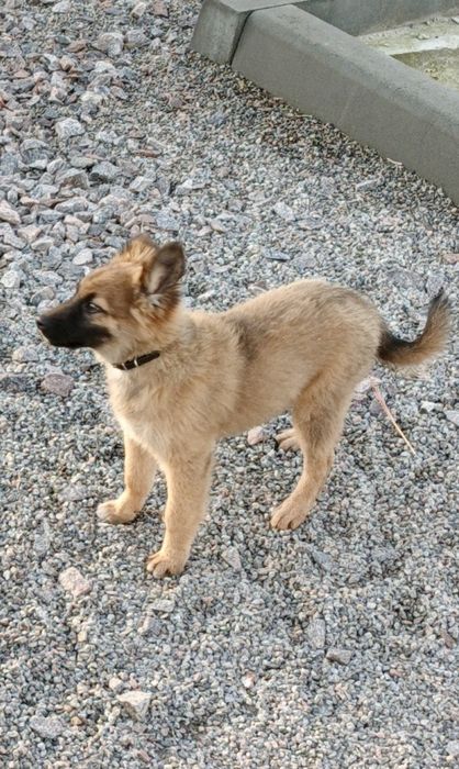 Охоронці в добрі руки