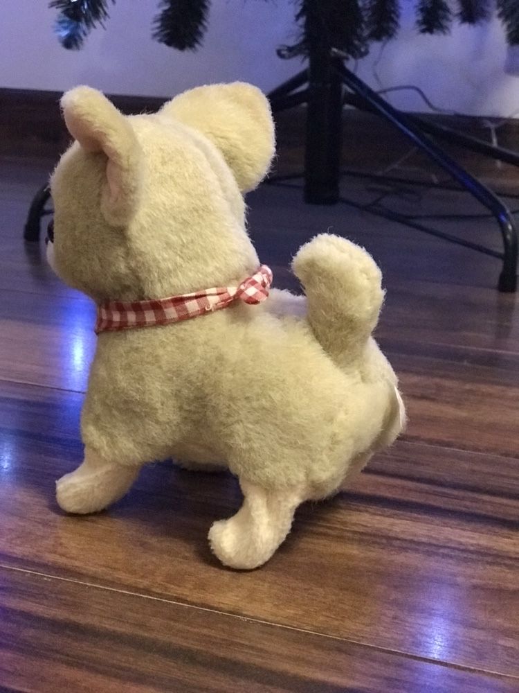 Piesek internaktywny Chihuahua