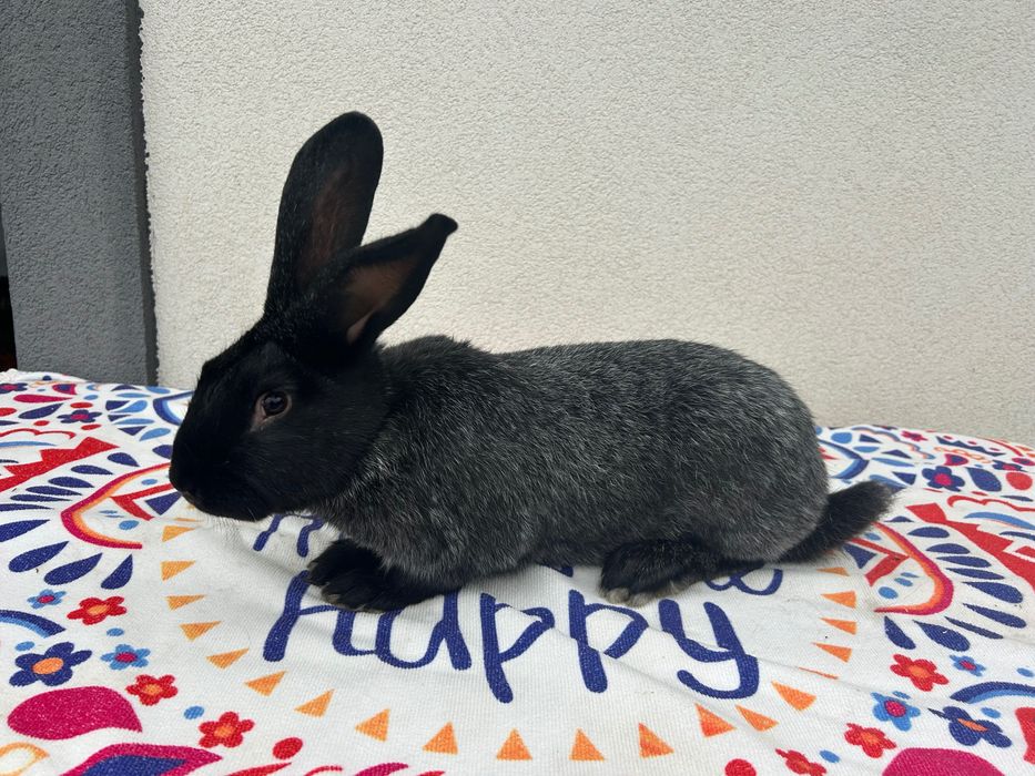 Кролики Полтавське срібло