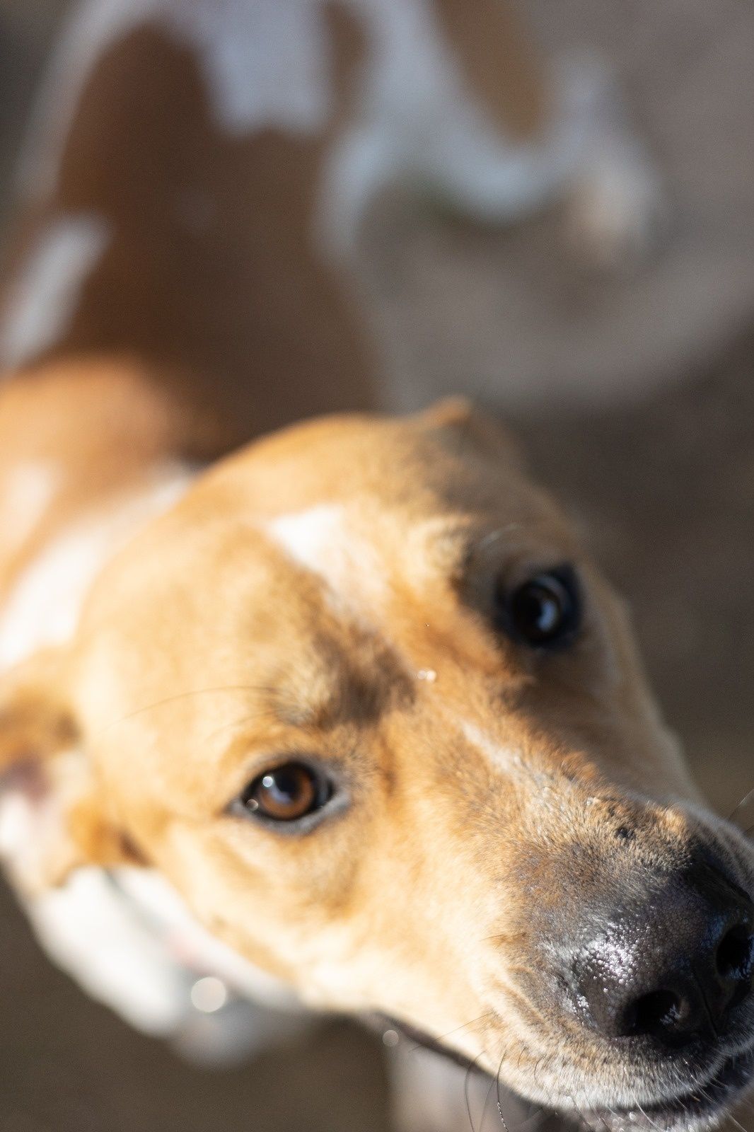 O melhor cão do mundo para adoção responsável