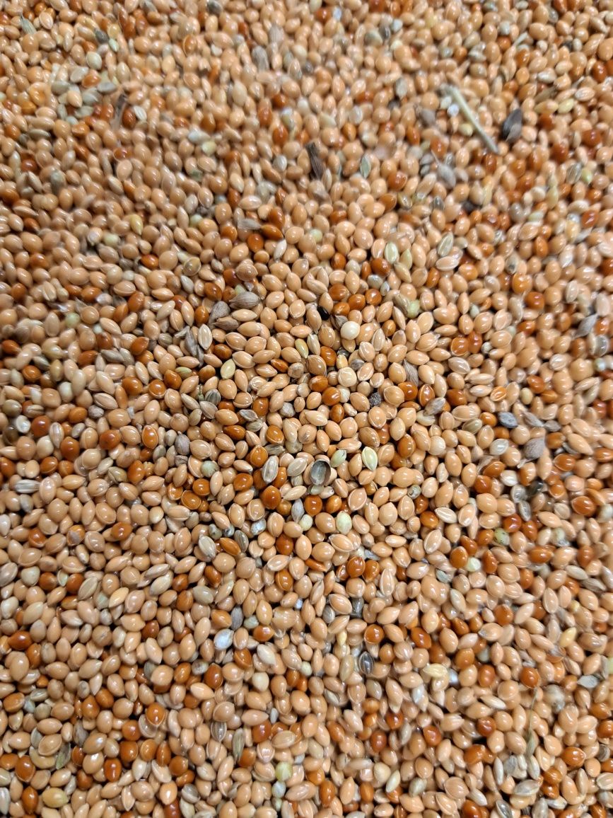 PROSO MIX 3,5 zł/kg ,25 kg za 87,5 zł. kanarek,papuga,zeberki