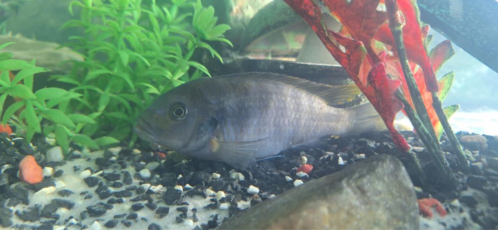 Akwarium 300l z rybami