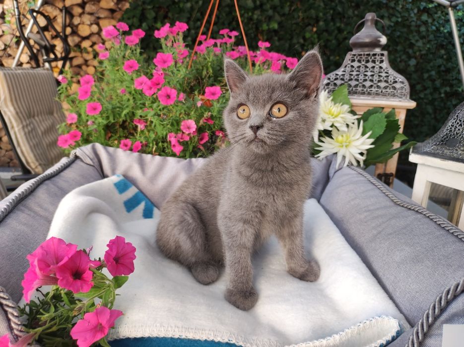 Kotka brytyjska blue