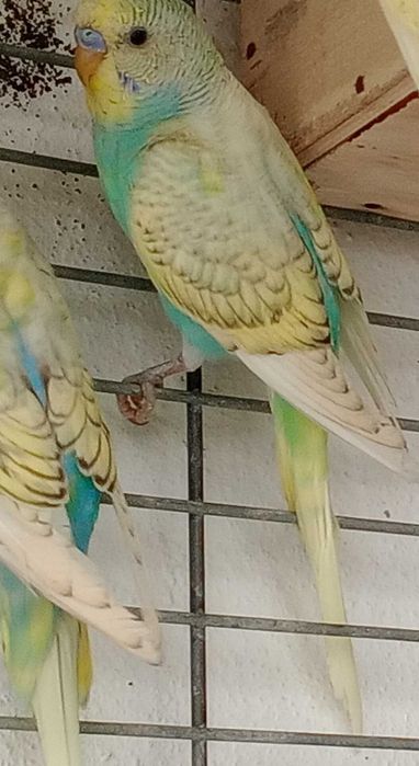 Periquitos Spangler novos.
