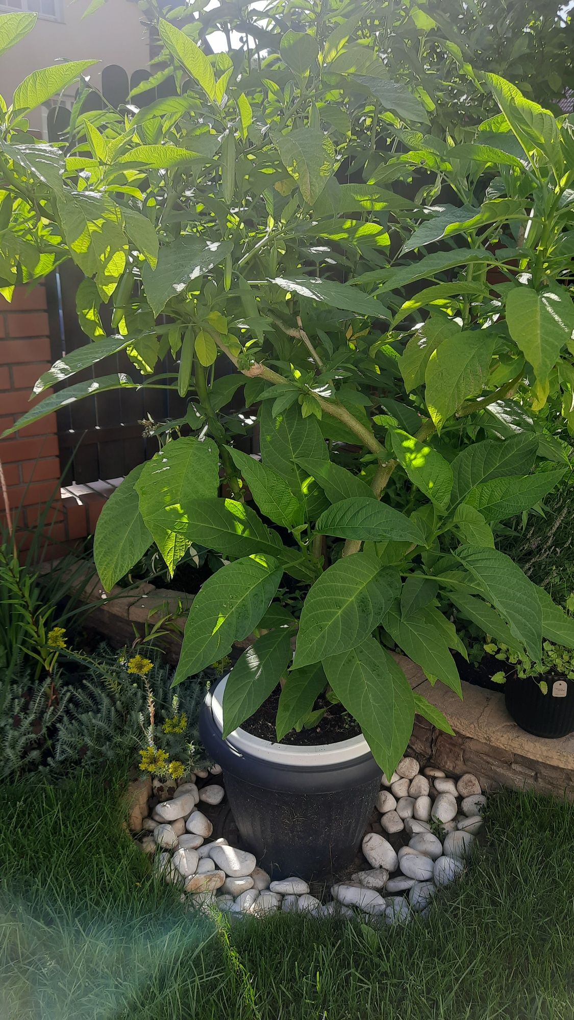 Kwiat datura około 150 cm